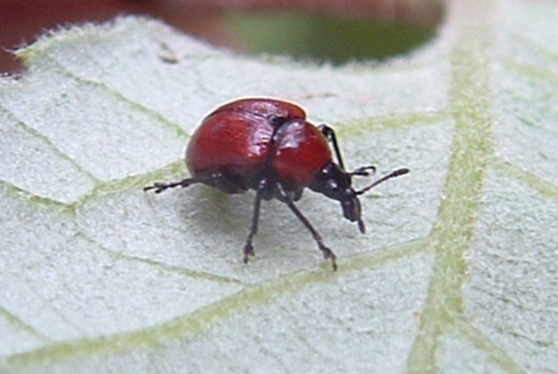 Attelabus nitens